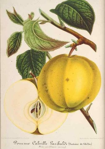 Reproducción/Reproduction 49687940596: L'Illustration horticole :. Gand, Belgium :Imprimerie et lithographie de F. et E. Gyselnyck,1854-1896.. 