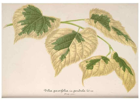 Reproducción/Reproduction 49687405653: L'Illustration horticole :. Gand, Belgium :Imprimerie et lithographie de F. et E. Gyselnyck,1854-1896.. 