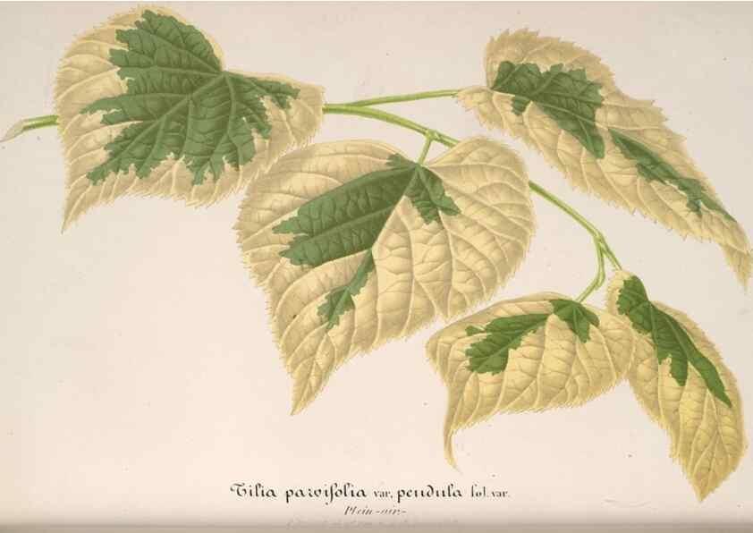 Reproducción/Reproduction 49687405653: L'Illustration horticole :. Gand, Belgium :Imprimerie et lithographie de F. et E. Gyselnyck,1854-1896.. 