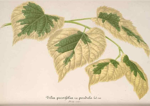 Reproducción/Reproduction 49687405653: L'Illustration horticole :. Gand, Belgium :Imprimerie et lithographie de F. et E. Gyselnyck,1854-1896.. 