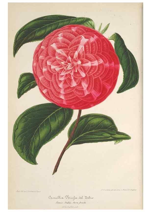 Reproducción/Reproduction 49689552143: L'Illustration horticole :. Gand, Belgium :Imprimerie et lithographie de F. et E. Gyselnyck,1854-1896.. 