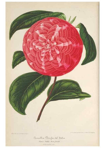 Reproducción/Reproduction 49689552143: L'Illustration horticole :. Gand, Belgium :Imprimerie et lithographie de F. et E. Gyselnyck,1854-1896.. 