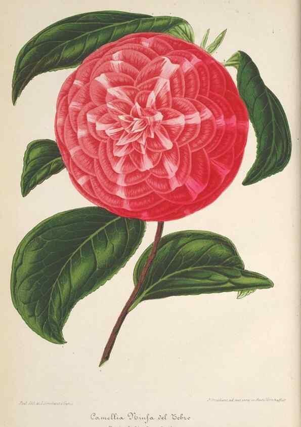 Reproducción/Reproduction 49689552143: L'Illustration horticole :. Gand, Belgium :Imprimerie et lithographie de F. et E. Gyselnyck,1854-1896.. 