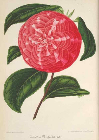 Reproducción/Reproduction 49689552143: L'Illustration horticole :. Gand, Belgium :Imprimerie et lithographie de F. et E. Gyselnyck,1854-1896.. 