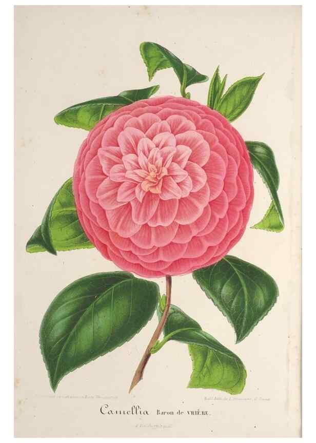 Reproducción/Reproduction 49687992691: L'Illustration horticole :. Gand, Belgium :Imprimerie et lithographie de F. et E. Gyselnyck,1854-1896.. 