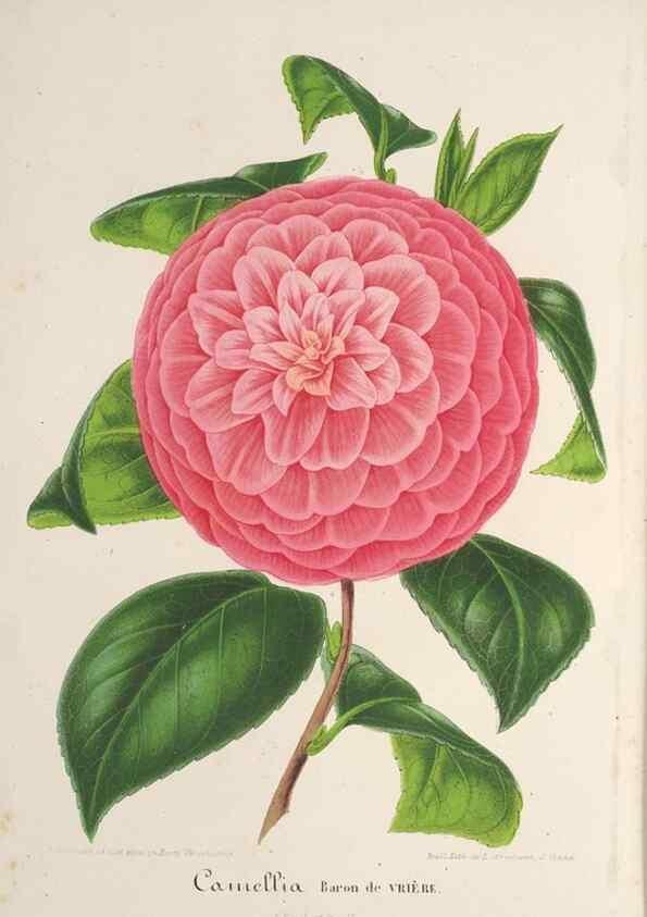Reproducción/Reproduction 49687992691: L'Illustration horticole :. Gand, Belgium :Imprimerie et lithographie de F. et E. Gyselnyck,1854-1896.. 