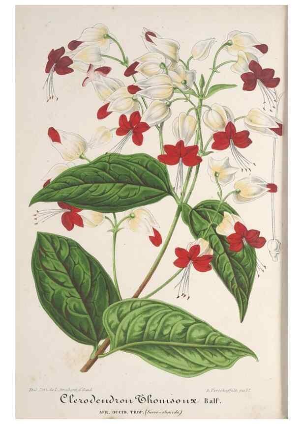 Reproducción/Reproduction 49688297157: L'Illustration horticole :. Gand, Belgium :Imprimerie et lithographie de F. et E. Gyselnyck,1854-1896.. 
