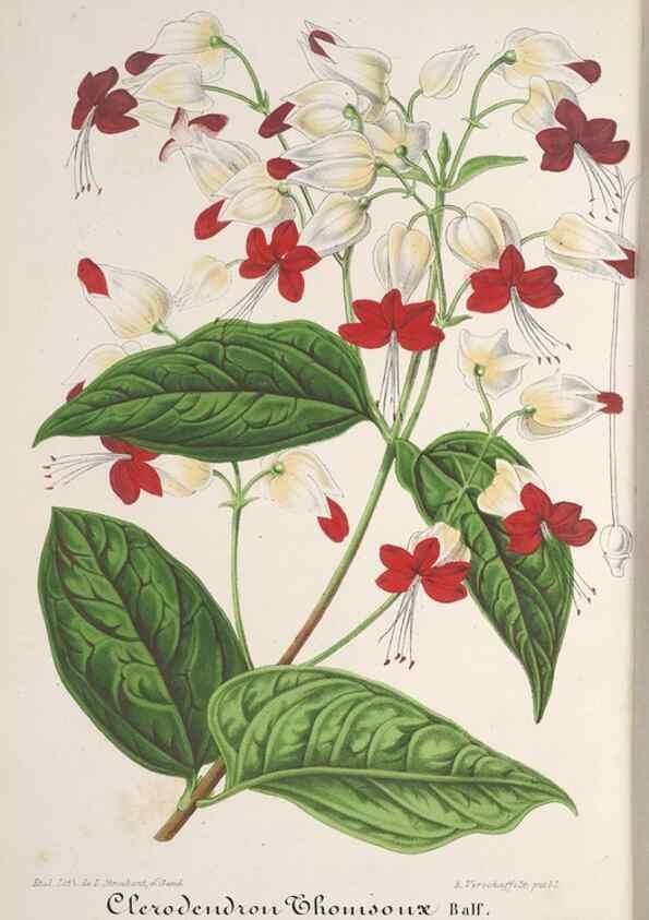Reproducción/Reproduction 49688297157: L'Illustration horticole :. Gand, Belgium :Imprimerie et lithographie de F. et E. Gyselnyck,1854-1896.. 