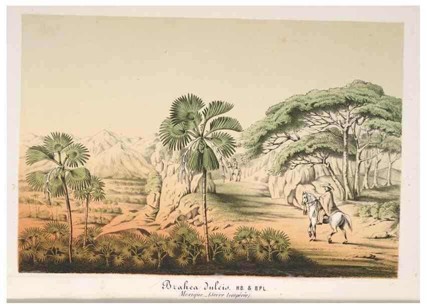 Reproducción/Reproduction 49688002246: L'Illustration horticole :. Gand, Belgium :Imprimerie et lithographie de F. et E. Gyselnyck,1854-1896.. 