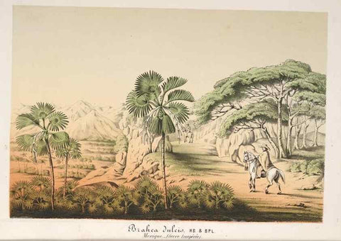 Reproducción/Reproduction 49688002246: L'Illustration horticole :. Gand, Belgium :Imprimerie et lithographie de F. et E. Gyselnyck,1854-1896.. 