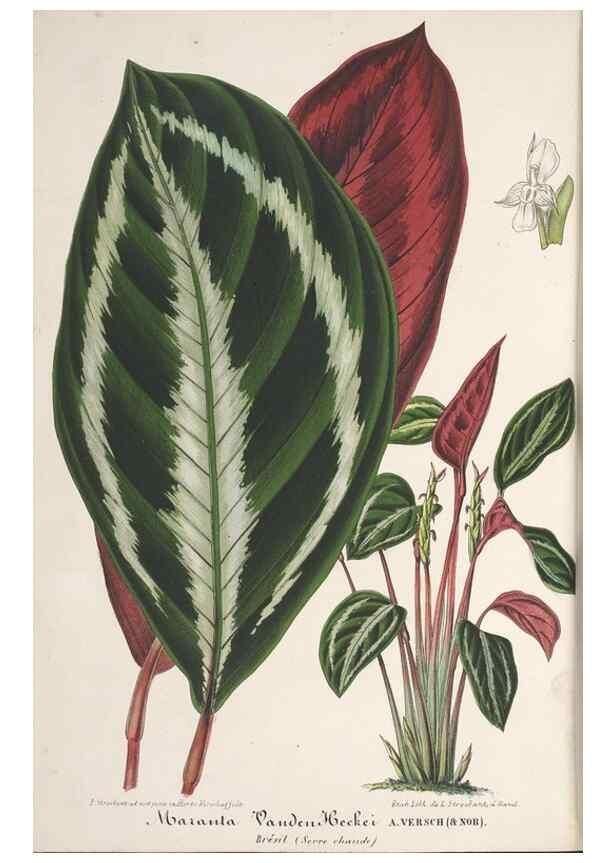 Reproducción/Reproduction 49688002966: L'Illustration horticole :. Gand, Belgium :Imprimerie et lithographie de F. et E. Gyselnyck,1854-1896.. 