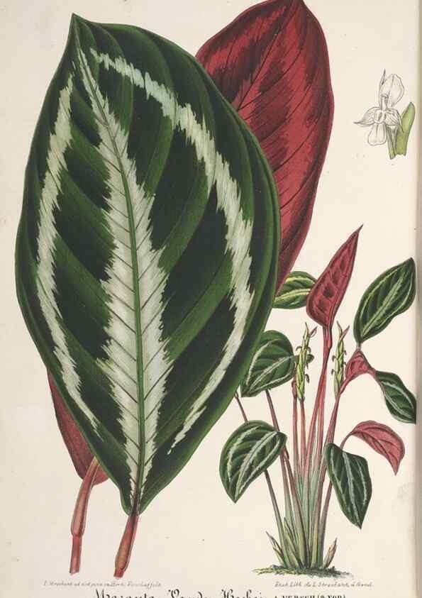 Reproducción/Reproduction 49688002966: L'Illustration horticole :. Gand, Belgium :Imprimerie et lithographie de F. et E. Gyselnyck,1854-1896.. 