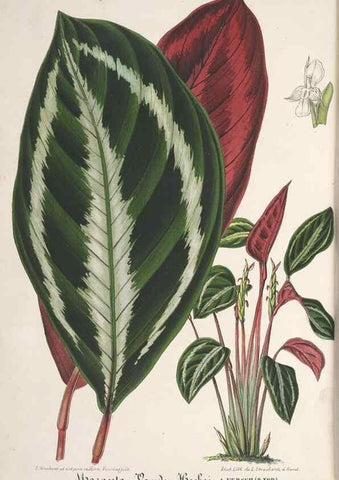 Reproducción/Reproduction 49688002966: L'Illustration horticole :. Gand, Belgium :Imprimerie et lithographie de F. et E. Gyselnyck,1854-1896.. 