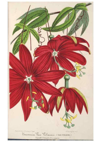 Reproducción/Reproduction 49688306997: L'Illustration horticole :. Gand, Belgium :Imprimerie et lithographie de F. et E. Gyselnyck,1854-1896.. 