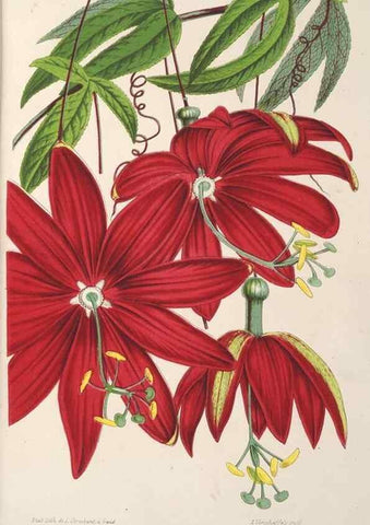 Reproducción/Reproduction 49688306997: L'Illustration horticole :. Gand, Belgium :Imprimerie et lithographie de F. et E. Gyselnyck,1854-1896.. 