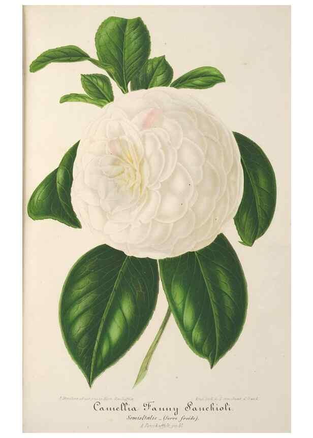 Reproducción/Reproduction 49688003716: L'Illustration horticole :. Gand, Belgium :Imprimerie et lithographie de F. et E. Gyselnyck,1854-1896.. 