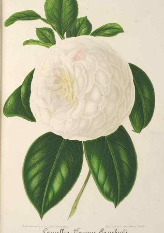 Reproducción/Reproduction 49688003716: L'Illustration horticole :. Gand, Belgium :Imprimerie et lithographie de F. et E. Gyselnyck,1854-1896.. 