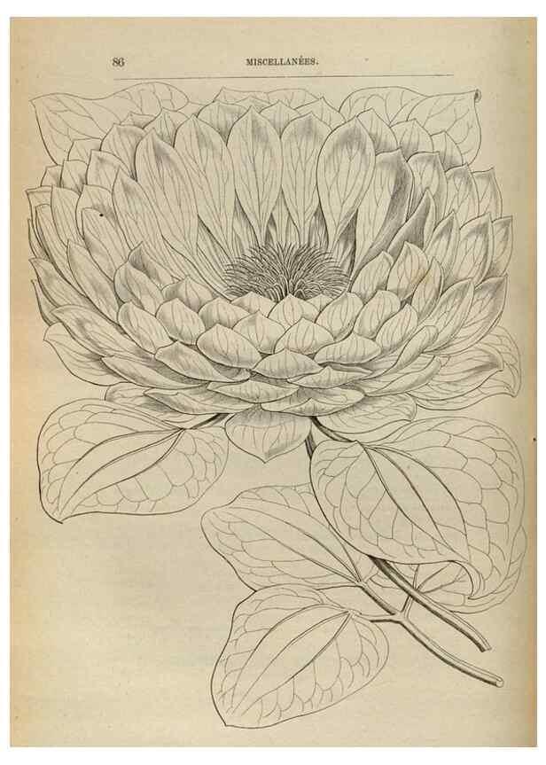 Reproducción/Reproduction 49688004071: L'Illustration horticole :. Gand, Belgium :Imprimerie et lithographie de F. et E. Gyselnyck,1854-1896.. 