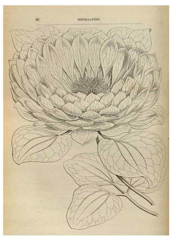 Reproducción/Reproduction 49688004071: L'Illustration horticole :. Gand, Belgium :Imprimerie et lithographie de F. et E. Gyselnyck,1854-1896.. 