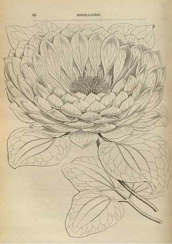 Reproducción/Reproduction 49688004071: L'Illustration horticole :. Gand, Belgium :Imprimerie et lithographie de F. et E. Gyselnyck,1854-1896.. 
