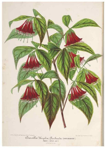 Reproducción/Reproduction 49688307982: L'Illustration horticole :. Gand, Belgium :Imprimerie et lithographie de F. et E. Gyselnyck,1854-1896.. 