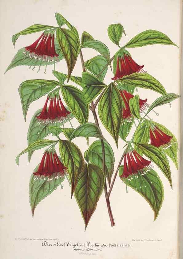 Reproducción/Reproduction 49688307982: L'Illustration horticole :. Gand, Belgium :Imprimerie et lithographie de F. et E. Gyselnyck,1854-1896.. 