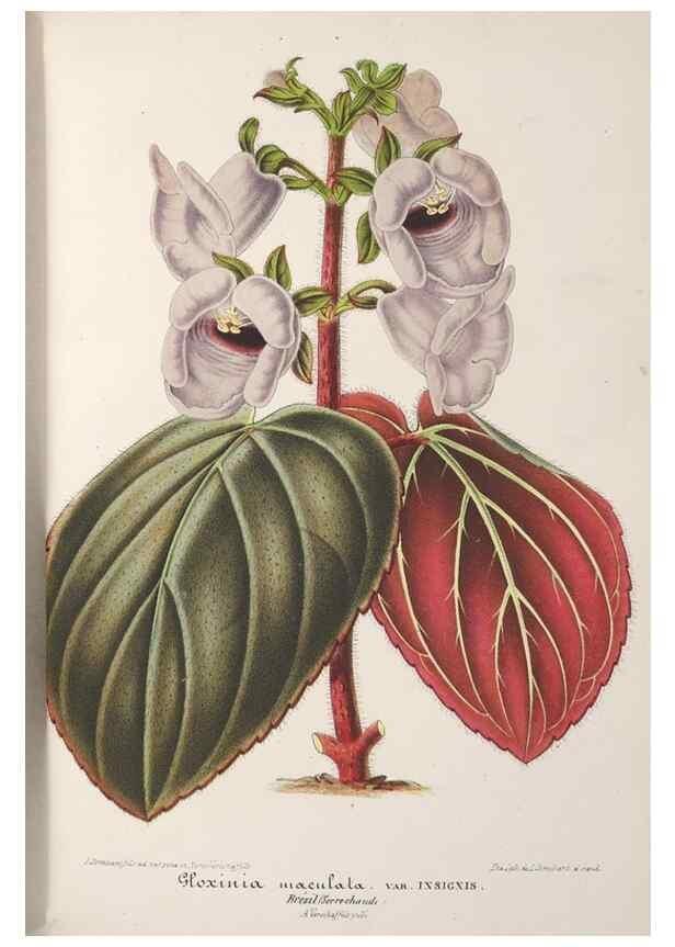 Reproducción/Reproduction 49688308257: L'Illustration horticole :. Gand, Belgium :Imprimerie et lithographie de F. et E. Gyselnyck,1854-1896.. 