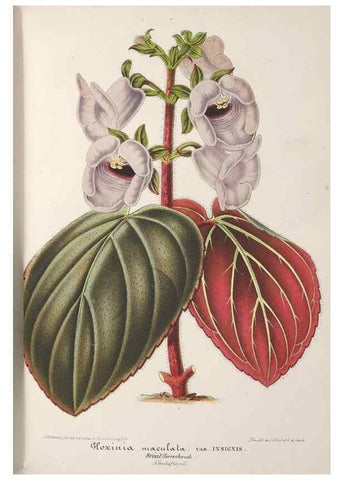 Reproducción/Reproduction 49688308257: L'Illustration horticole :. Gand, Belgium :Imprimerie et lithographie de F. et E. Gyselnyck,1854-1896.. 