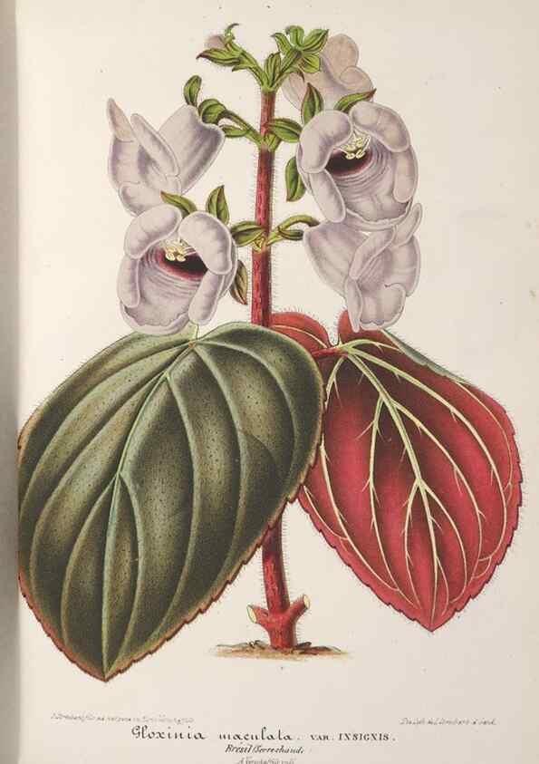 Reproducción/Reproduction 49688308257: L'Illustration horticole :. Gand, Belgium :Imprimerie et lithographie de F. et E. Gyselnyck,1854-1896.. 