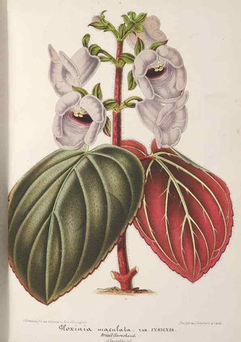 Reproducción/Reproduction 49688308257: L'Illustration horticole :. Gand, Belgium :Imprimerie et lithographie de F. et E. Gyselnyck,1854-1896.. 