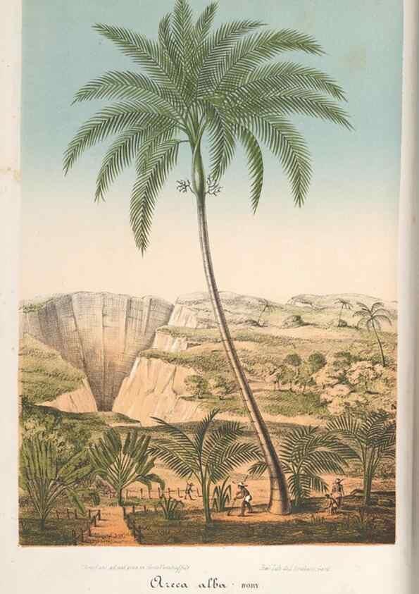 Reproducción/Reproduction 49688308542: L'Illustration horticole :. Gand, Belgium :Imprimerie et lithographie de F. et E. Gyselnyck,1854-1896.. 