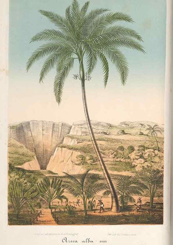 Reproducción/Reproduction 49688308542: L'Illustration horticole :. Gand, Belgium :Imprimerie et lithographie de F. et E. Gyselnyck,1854-1896.. 