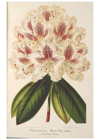 Reproducción/Reproduction 49688005346: L'Illustration horticole :. Gand, Belgium :Imprimerie et lithographie de F. et E. Gyselnyck,1854-1896.. 