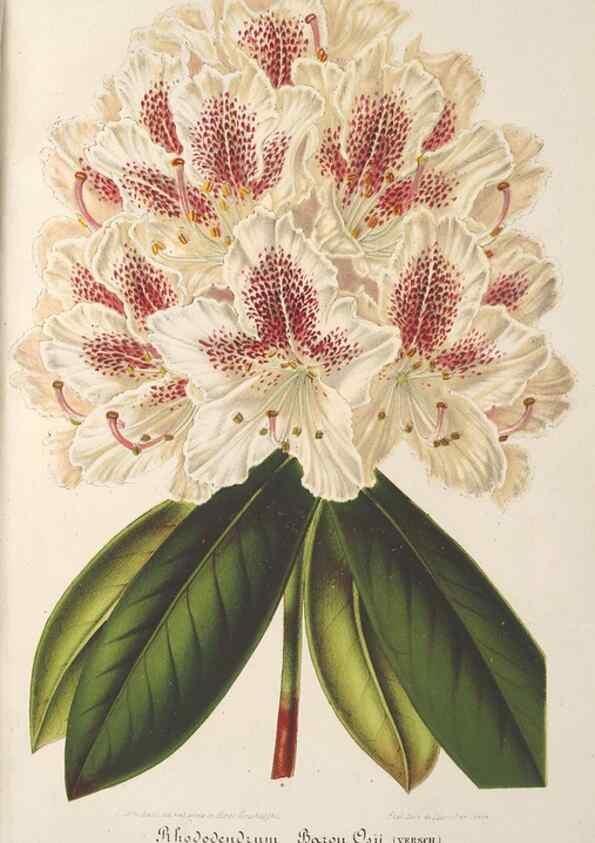 Reproducción/Reproduction 49688005346: L'Illustration horticole :. Gand, Belgium :Imprimerie et lithographie de F. et E. Gyselnyck,1854-1896.. 
