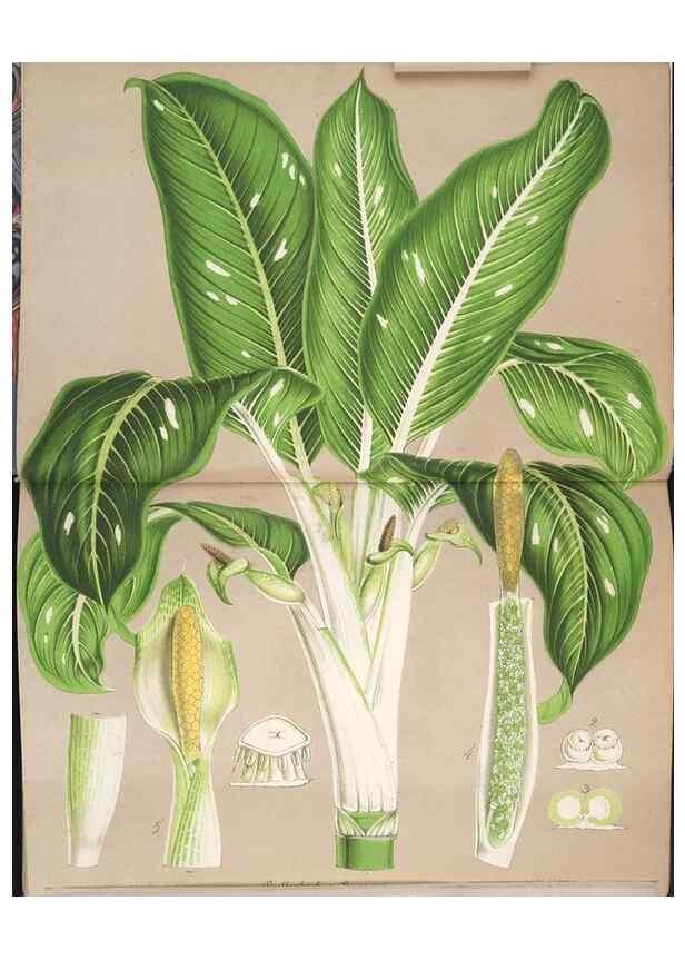 Reproducción/Reproduction 49690392127: L'Illustration horticole :. Gand, Belgium :Imprimerie et lithographie de F. et E. Gyselnyck,1854-1896.. 