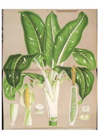 Reproducción/Reproduction 49690392127: L'Illustration horticole :. Gand, Belgium :Imprimerie et lithographie de F. et E. Gyselnyck,1854-1896.. 
