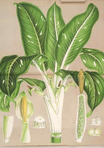 Reproducción/Reproduction 49690392127: L'Illustration horticole :. Gand, Belgium :Imprimerie et lithographie de F. et E. Gyselnyck,1854-1896.. 