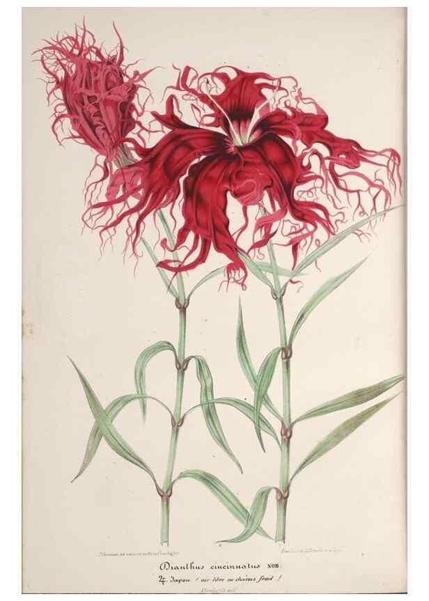 Reproducción/Reproduction 49690392297: L'Illustration horticole :. Gand, Belgium :Imprimerie et lithographie de F. et E. Gyselnyck,1854-1896.. 