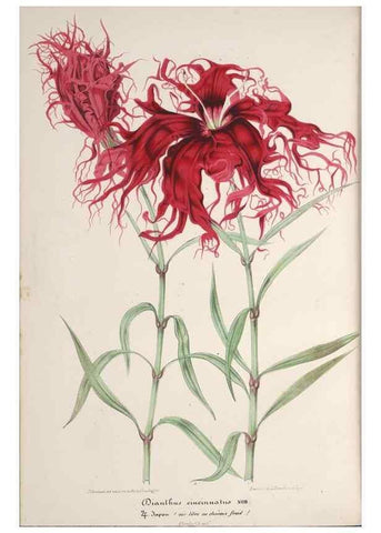 Reproducción/Reproduction 49690392297: L'Illustration horticole :. Gand, Belgium :Imprimerie et lithographie de F. et E. Gyselnyck,1854-1896.. 