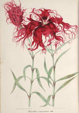 Reproducción/Reproduction 49690392297: L'Illustration horticole :. Gand, Belgium :Imprimerie et lithographie de F. et E. Gyselnyck,1854-1896.. 