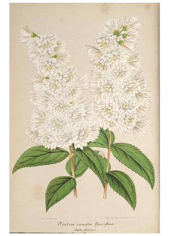 Reproducción/Reproduction 49690084291: L'Illustration horticole :. Gand, Belgium :Imprimerie et lithographie de F. et E. Gyselnyck,1854-1896.. 