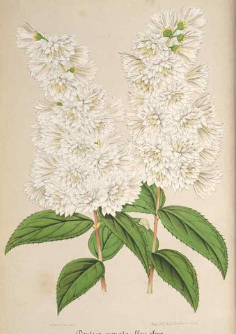 Reproducción/Reproduction 49690084291: L'Illustration horticole :. Gand, Belgium :Imprimerie et lithographie de F. et E. Gyselnyck,1854-1896.. 