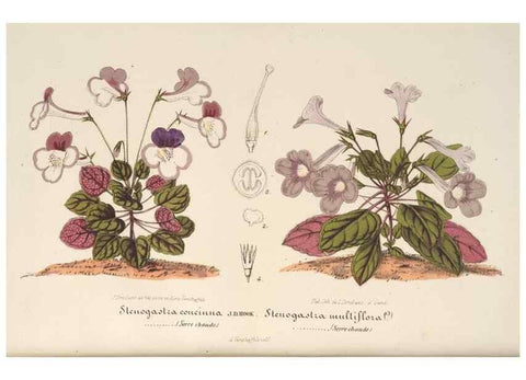 Reproducción/Reproduction 49690392557: L'Illustration horticole :. Gand, Belgium :Imprimerie et lithographie de F. et E. Gyselnyck,1854-1896.. 