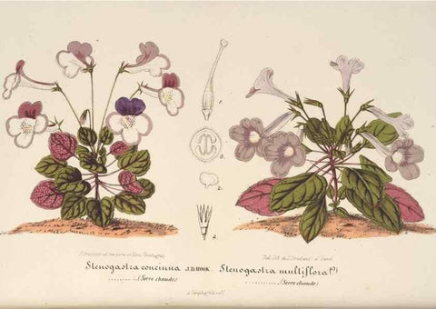 Reproducción/Reproduction 49690392557: L'Illustration horticole :. Gand, Belgium :Imprimerie et lithographie de F. et E. Gyselnyck,1854-1896.. 