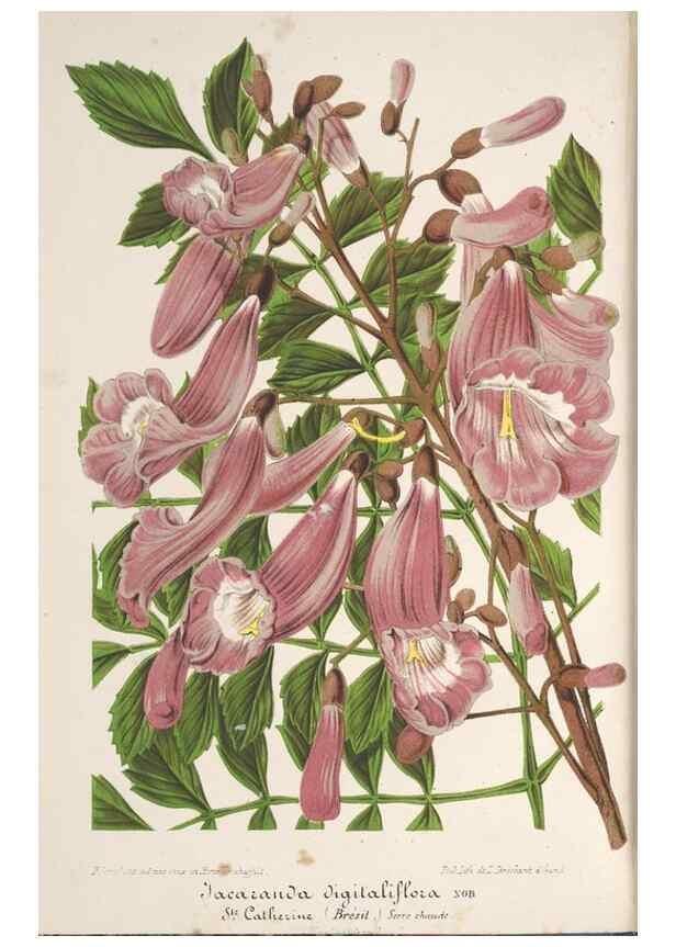 Reproducción/Reproduction 49690392687: L'Illustration horticole :. Gand, Belgium :Imprimerie et lithographie de F. et E. Gyselnyck,1854-1896.. 