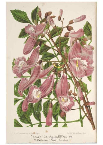 Reproducción/Reproduction 49690392687: L'Illustration horticole :. Gand, Belgium :Imprimerie et lithographie de F. et E. Gyselnyck,1854-1896.. 