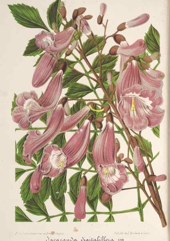 Reproducción/Reproduction 49690392687: L'Illustration horticole :. Gand, Belgium :Imprimerie et lithographie de F. et E. Gyselnyck,1854-1896.. 