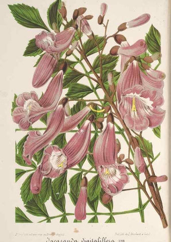 Reproducción/Reproduction 49690392687: L'Illustration horticole :. Gand, Belgium :Imprimerie et lithographie de F. et E. Gyselnyck,1854-1896.. 