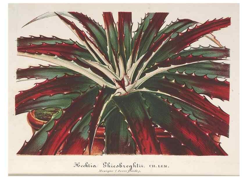 Reproducción/Reproduction 49687468443: L'Illustration horticole :. Gand, Belgium :Imprimerie et lithographie de F. et E. Gyselnyck,1854-1896.. 