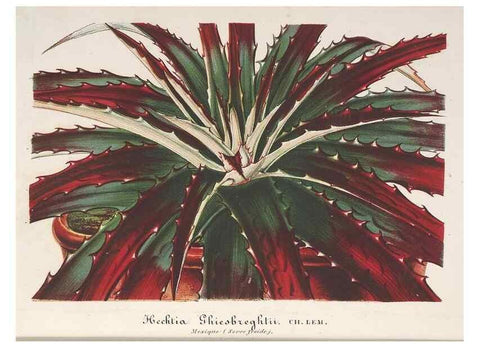 Reproducción/Reproduction 49687468443: L'Illustration horticole :. Gand, Belgium :Imprimerie et lithographie de F. et E. Gyselnyck,1854-1896.. 